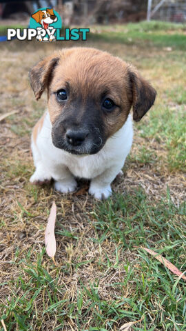 Looking for a Loving Home