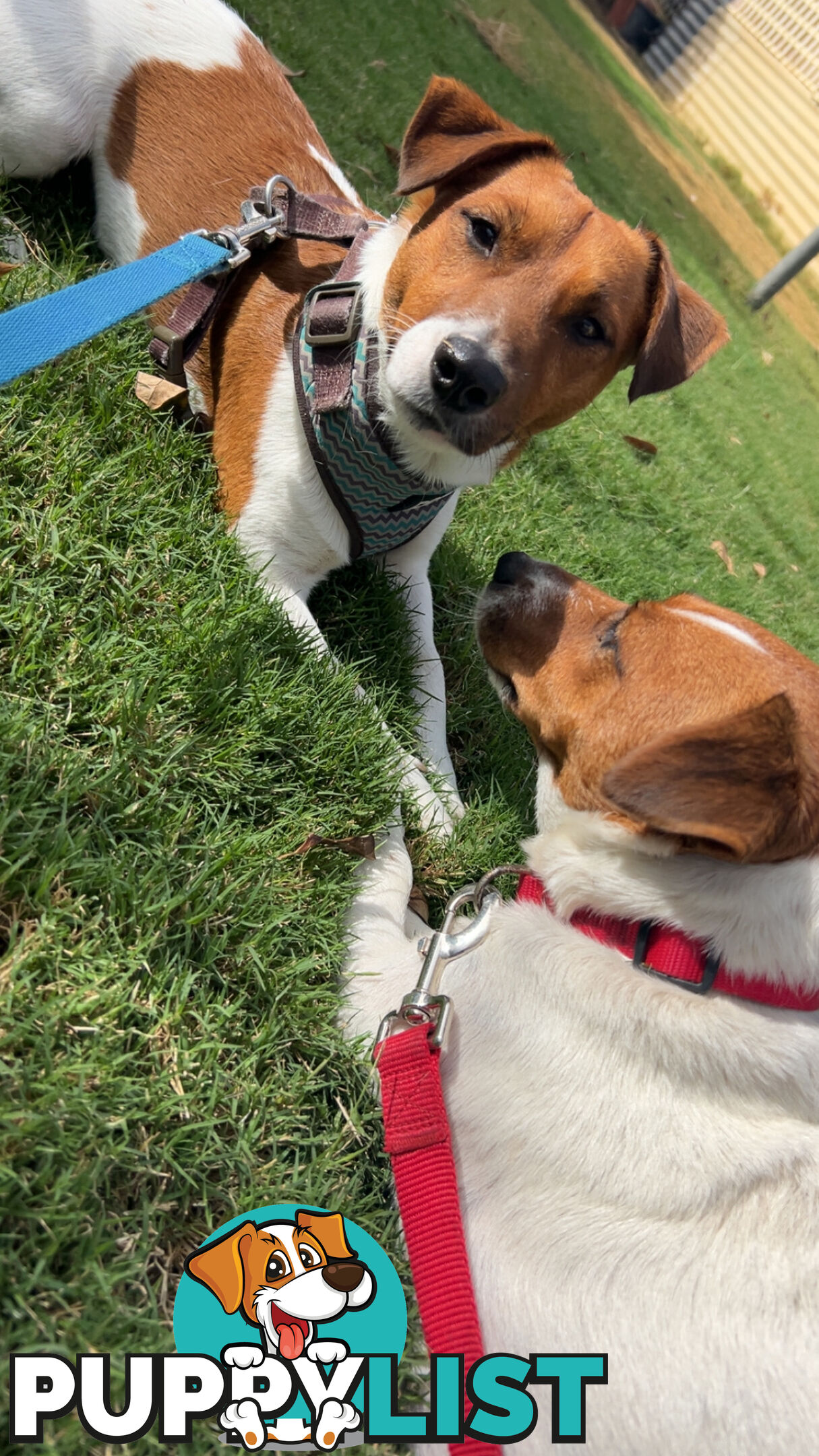 Looking for a Loving Home