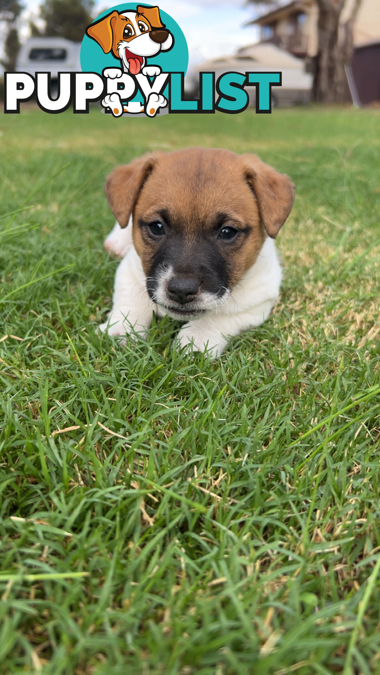 Looking for a Loving Home
