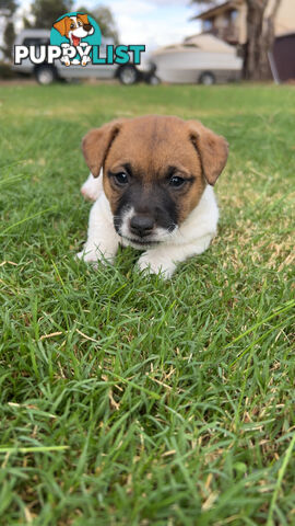 Looking for a Loving Home