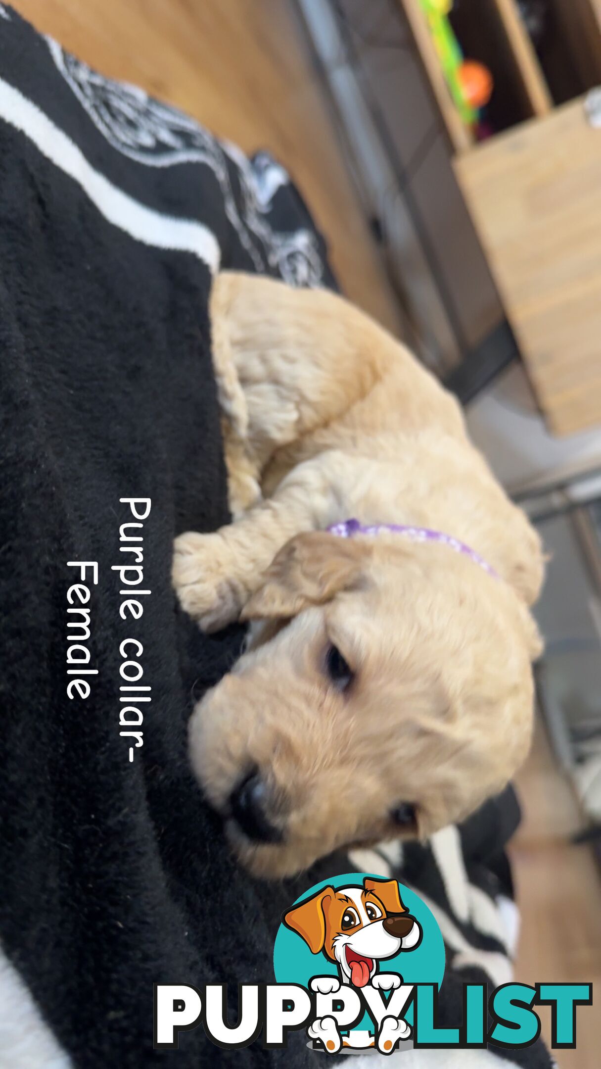 Groodle puppies