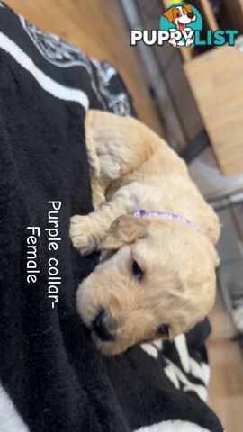 Groodle puppies
