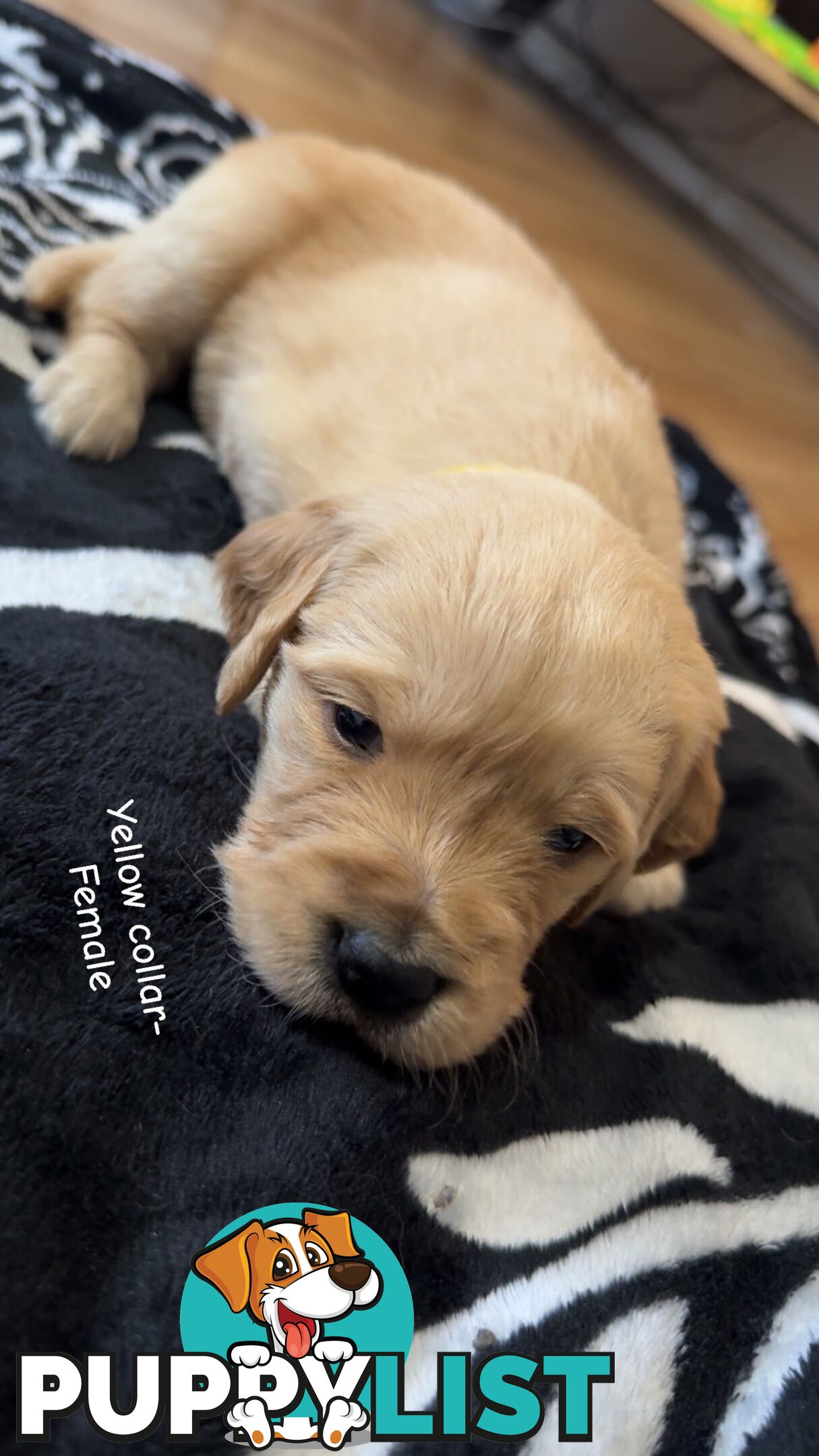 Groodle puppies