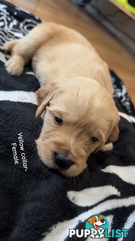 Groodle puppies