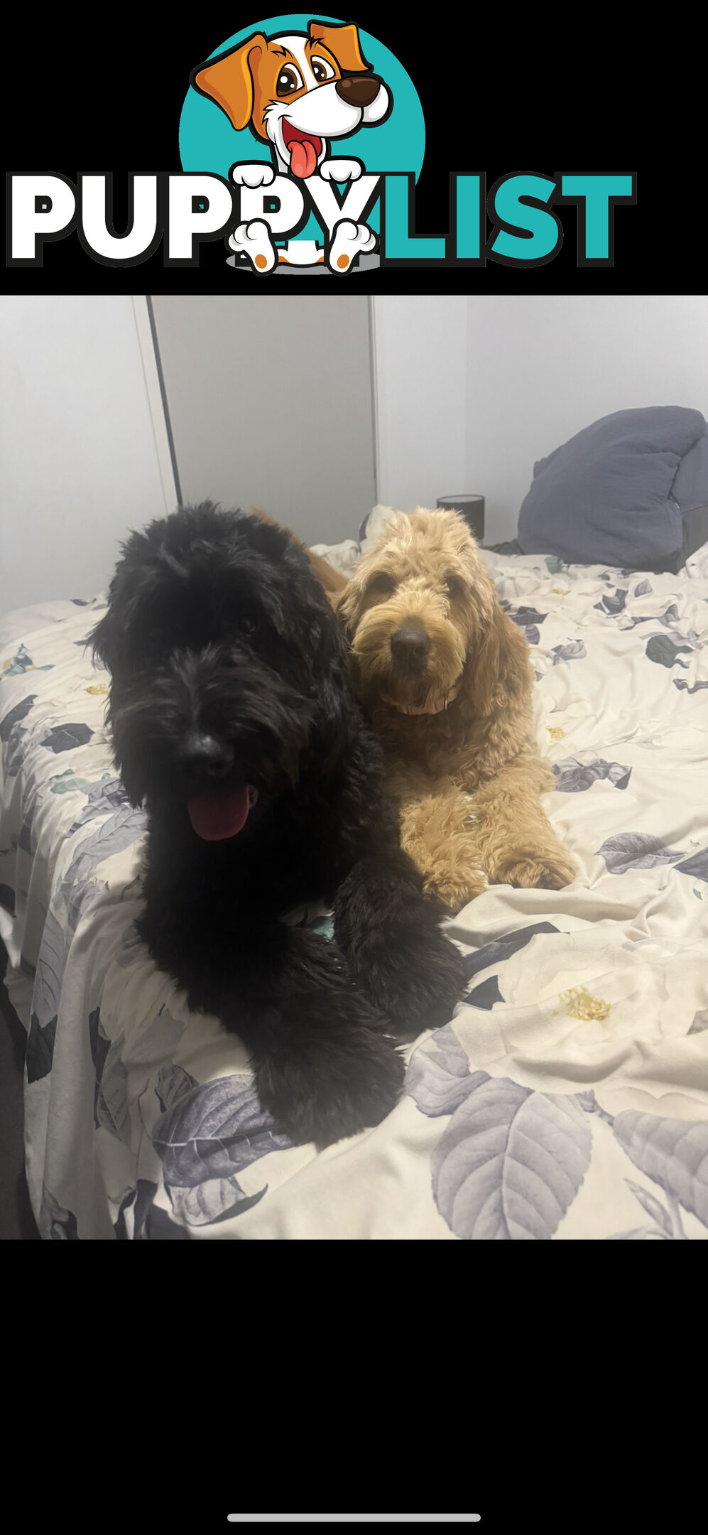 Groodle puppies