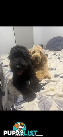 Groodle puppies