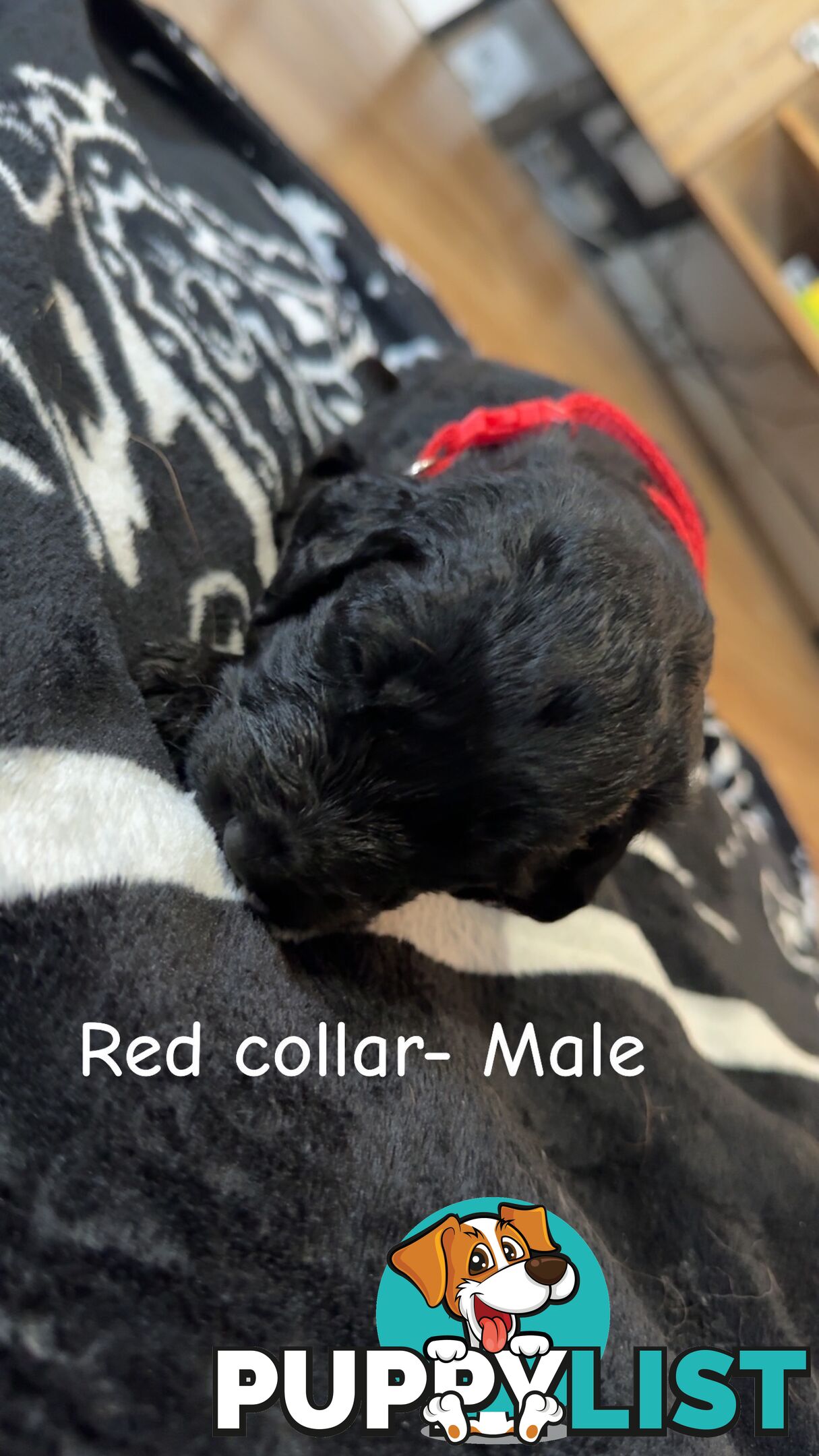 Groodle puppies
