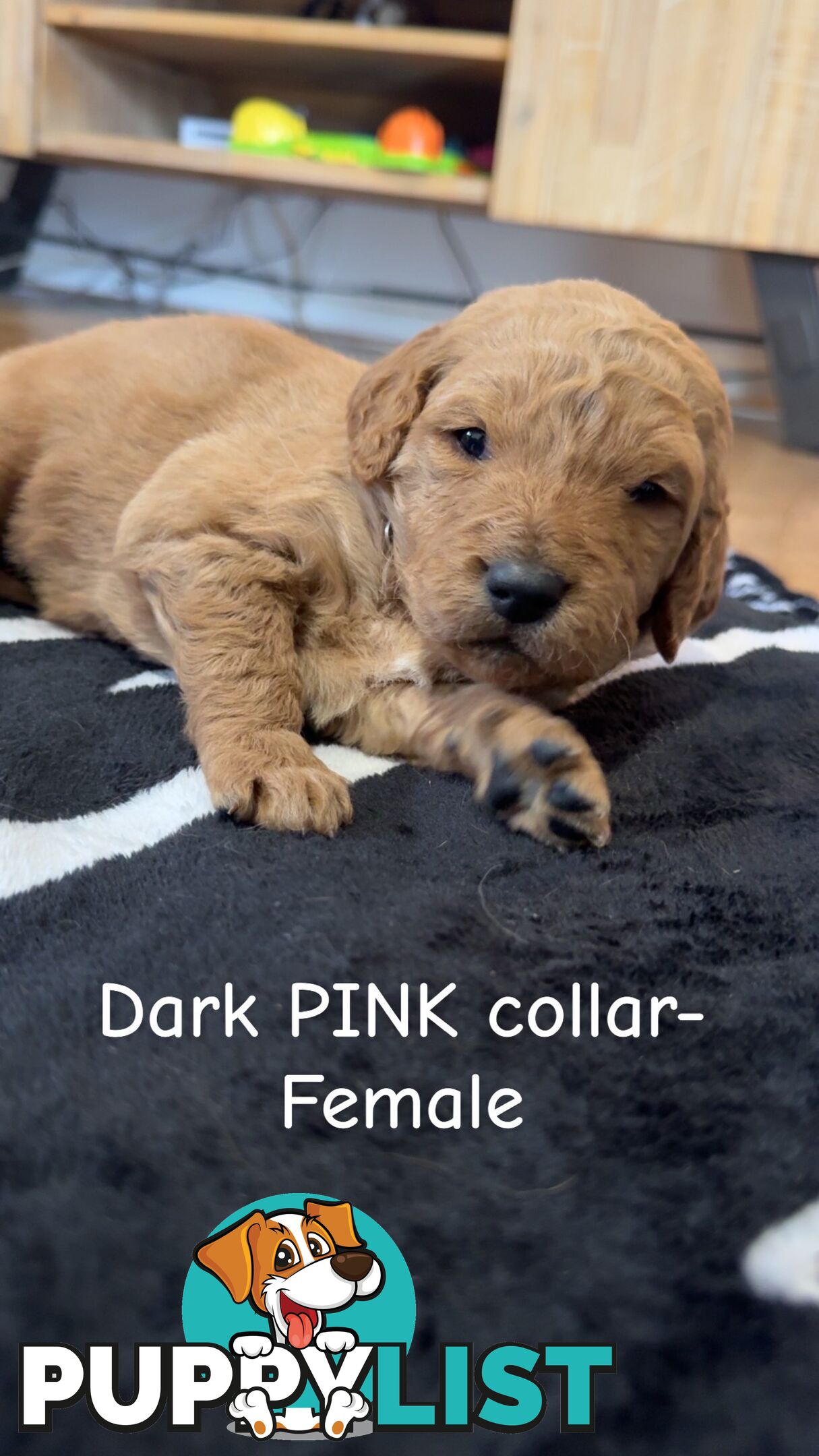 Groodle puppies