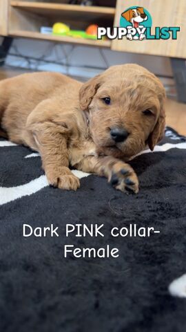 Groodle puppies