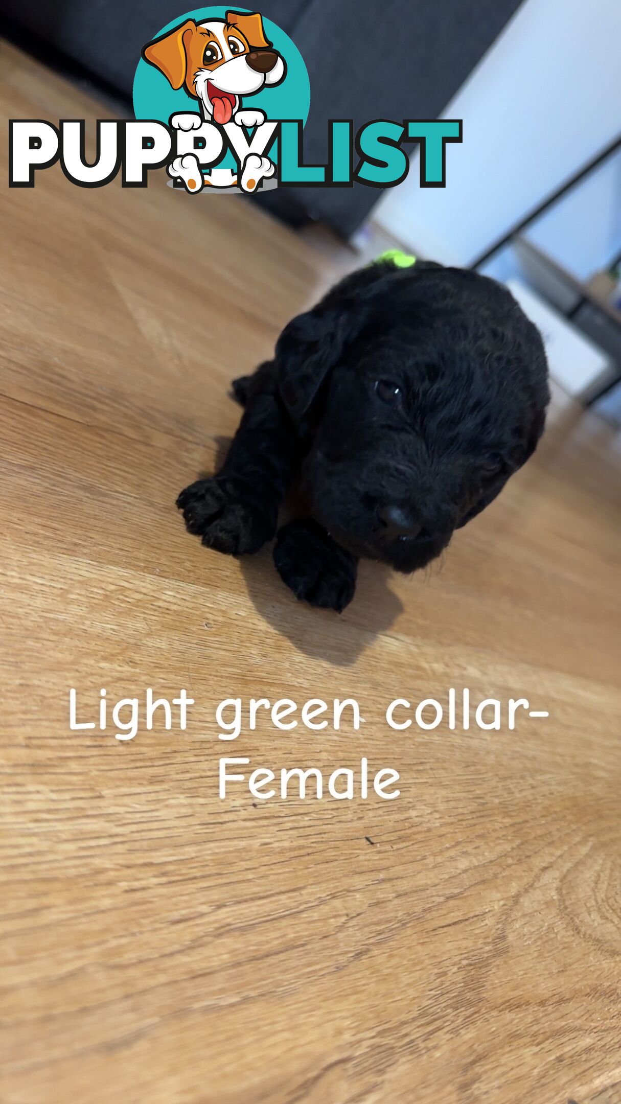 Groodle puppies
