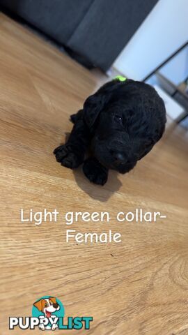 Groodle puppies