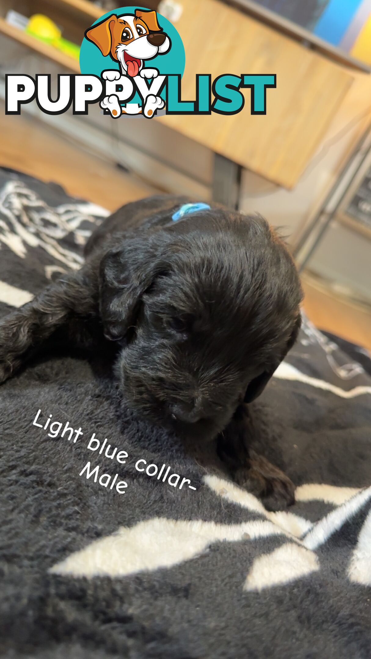Groodle puppies