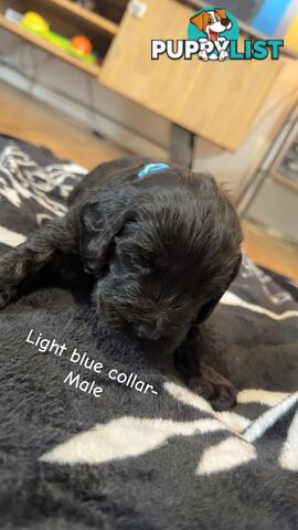 Groodle puppies