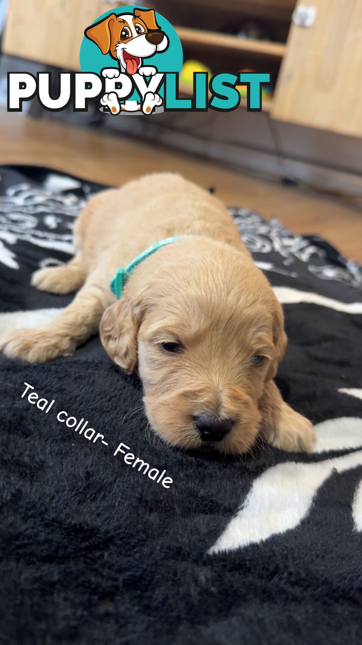 Groodle puppies