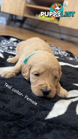 Groodle puppies