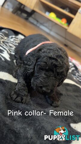 Groodle puppies