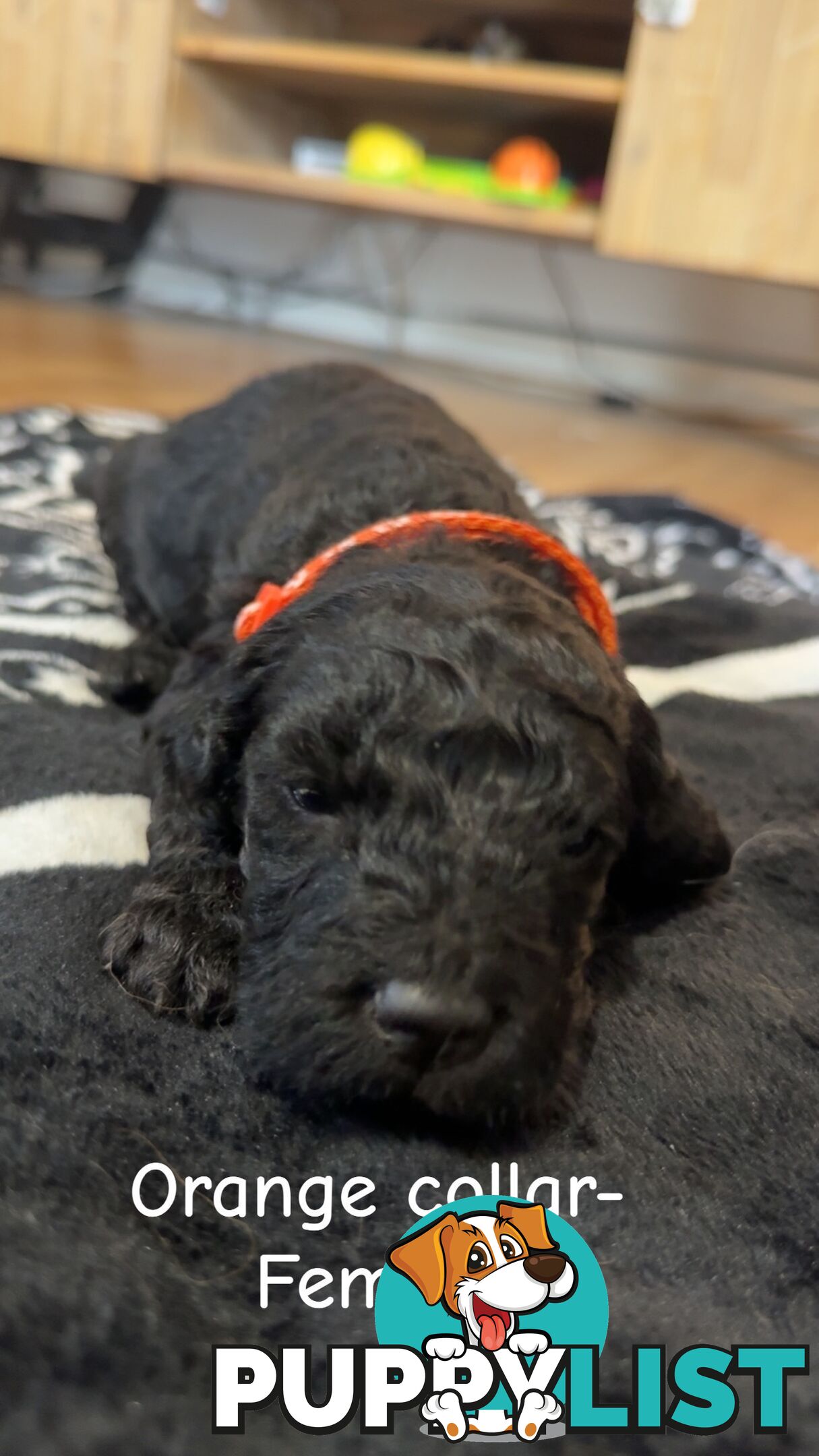 Groodle puppies
