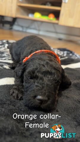 Groodle puppies