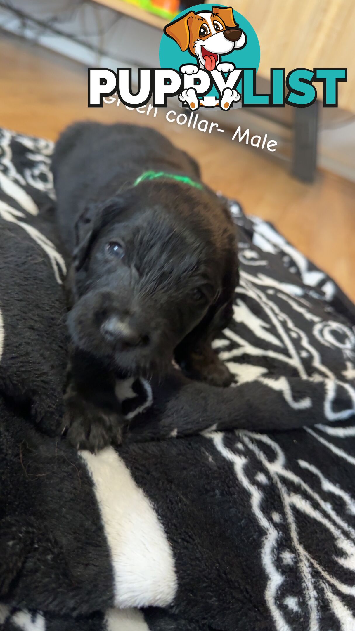 Groodle puppies