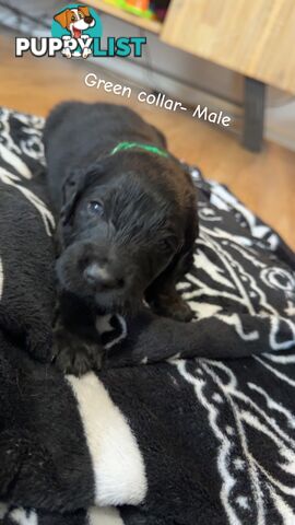 Groodle puppies