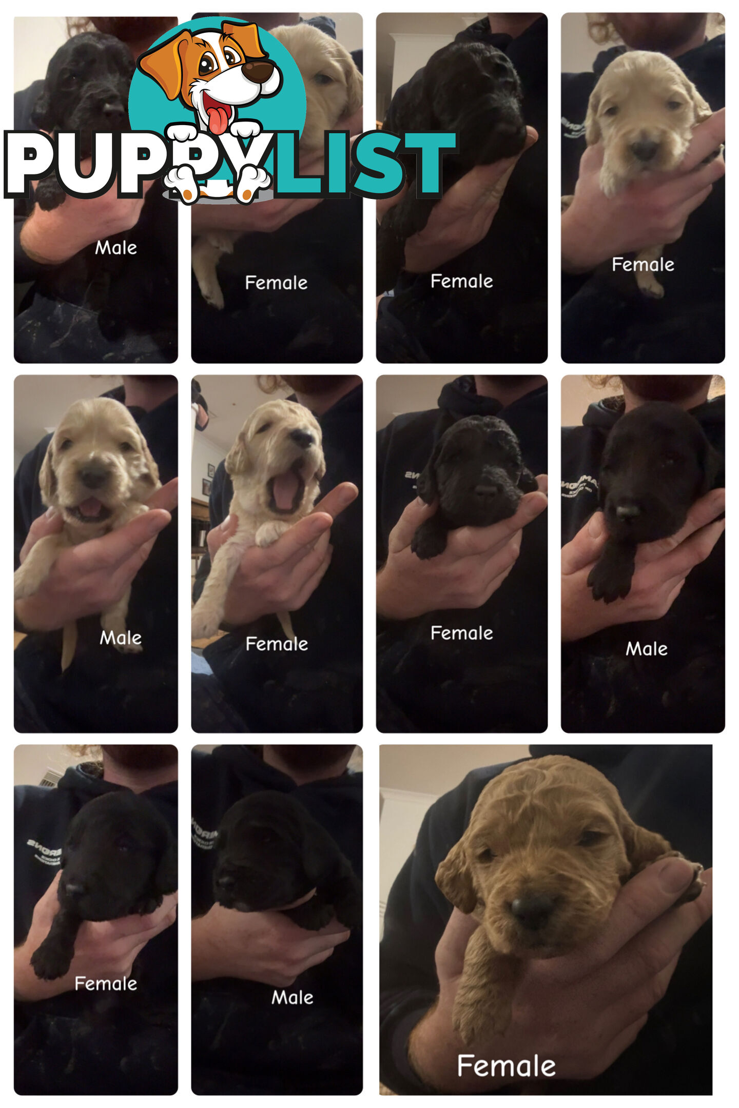 Groodle puppies