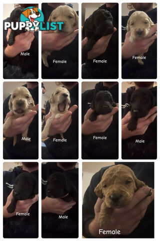 Groodle puppies