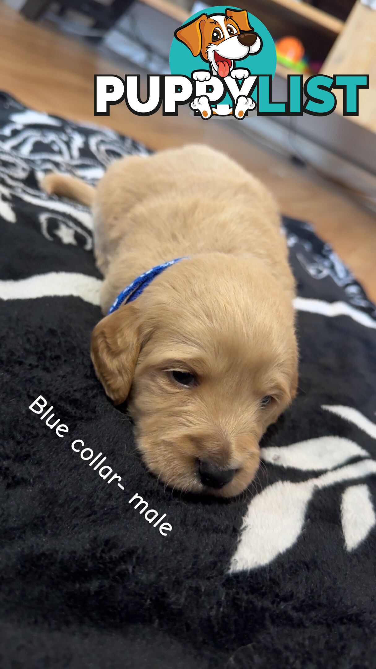 Groodle puppies