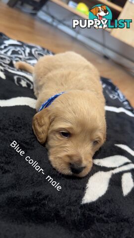 Groodle puppies