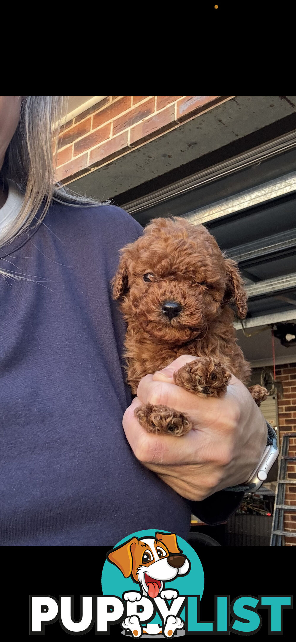 Top Toy Cavoodles