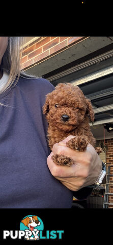 Top Toy Cavoodles