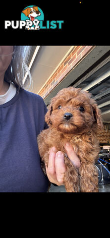 Top Toy Cavoodles