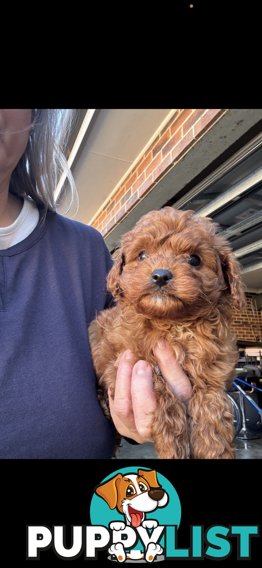 Top Toy Cavoodles