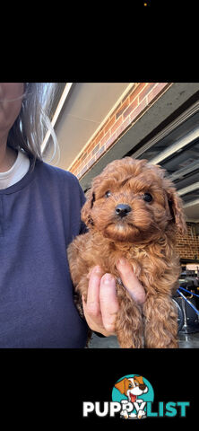 Top Toy Cavoodles