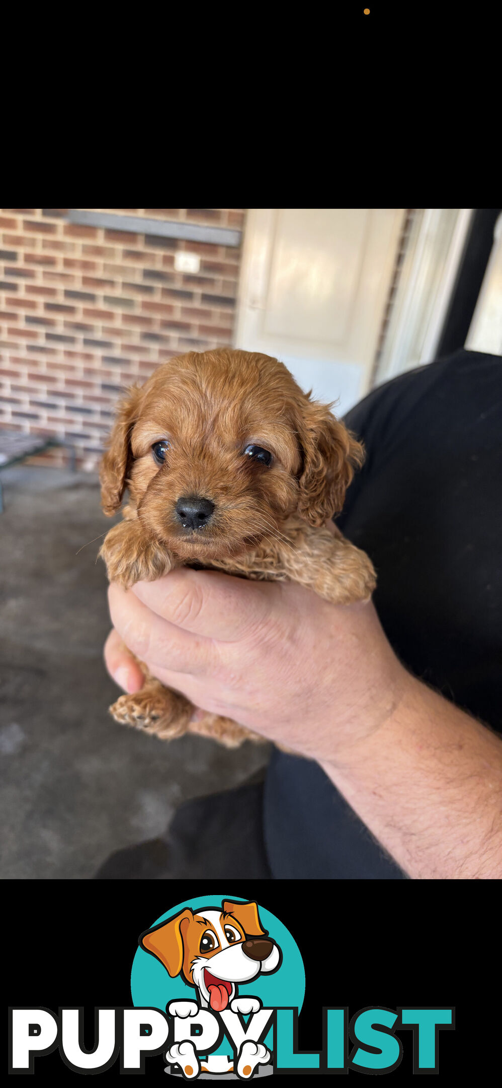 Top Toy Cavoodles