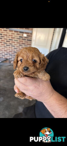 Top Toy Cavoodles