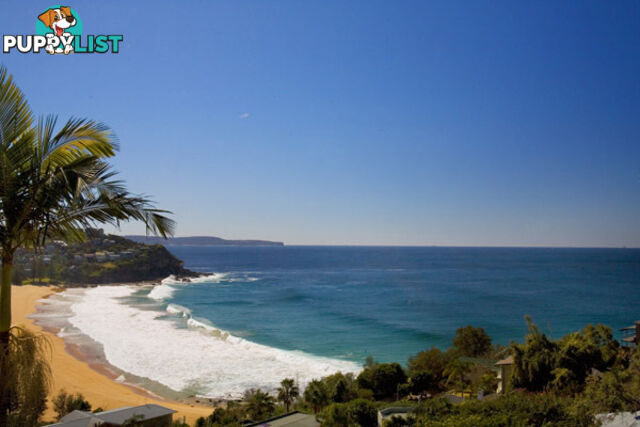 154 Whale Beach Road WHALE BEACH NSW 2107