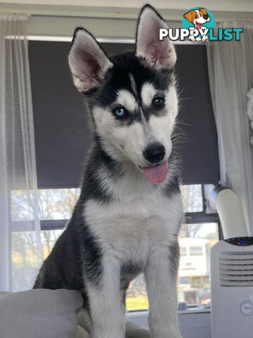 Siberian husky puppies