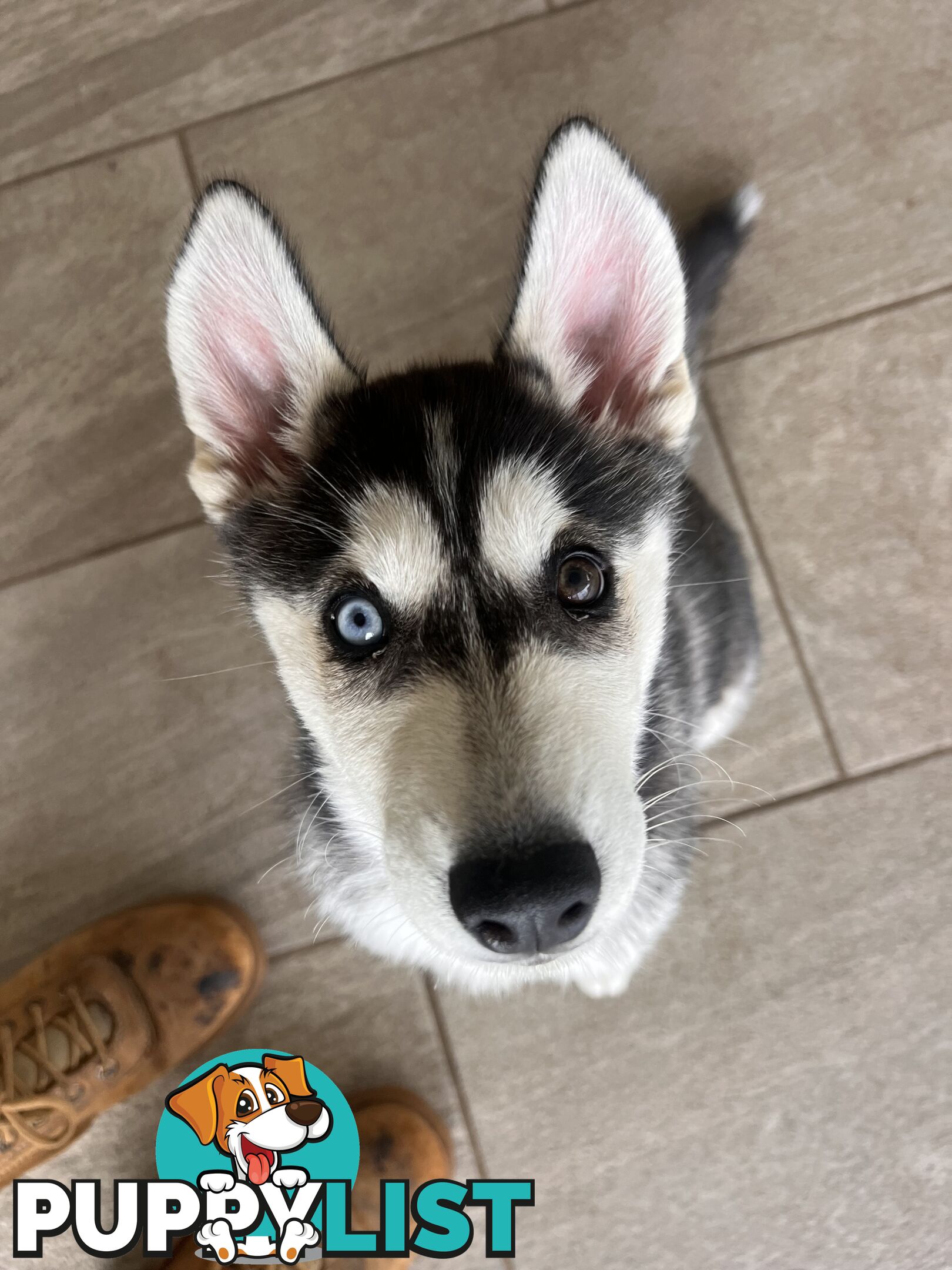 Siberian husky puppies