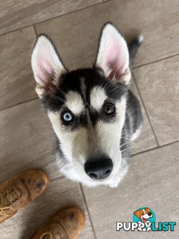 Siberian husky puppies