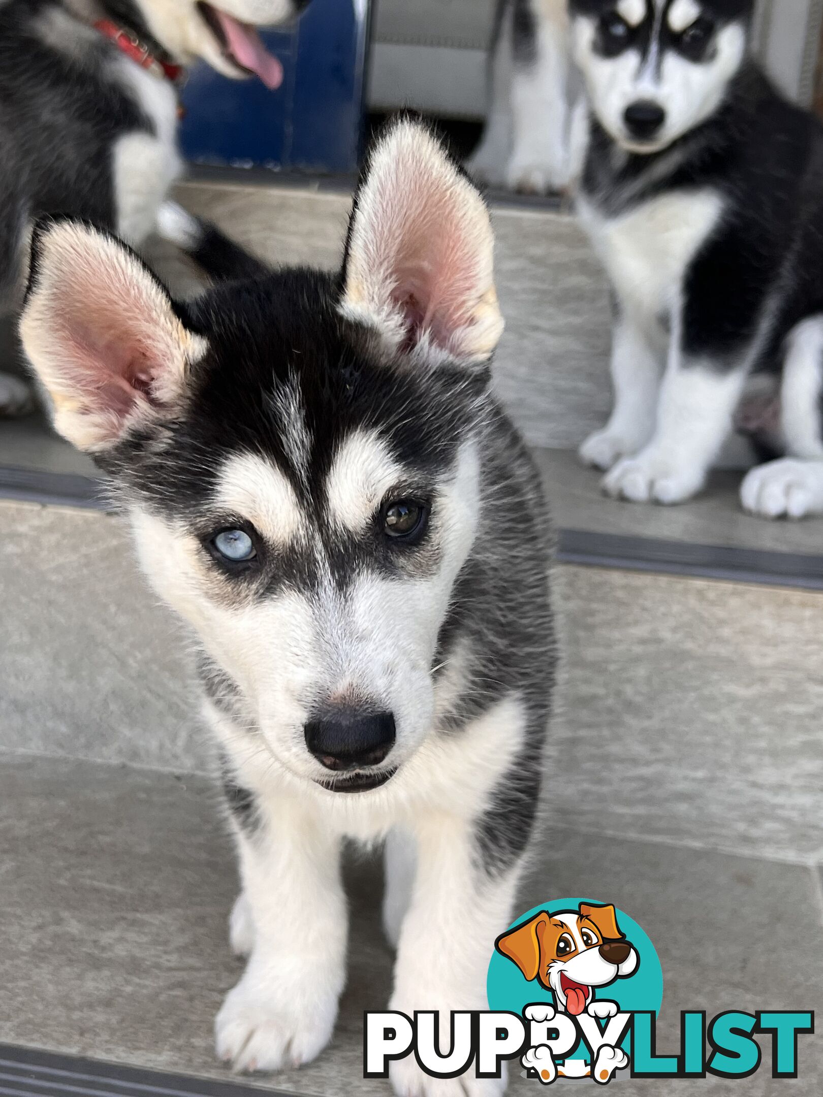 Siberian husky puppies