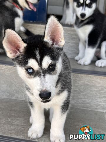 Siberian husky puppies