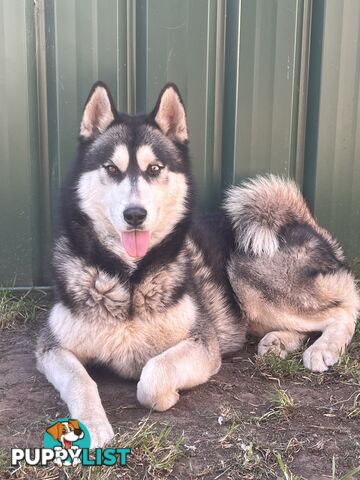 Siberian husky puppies