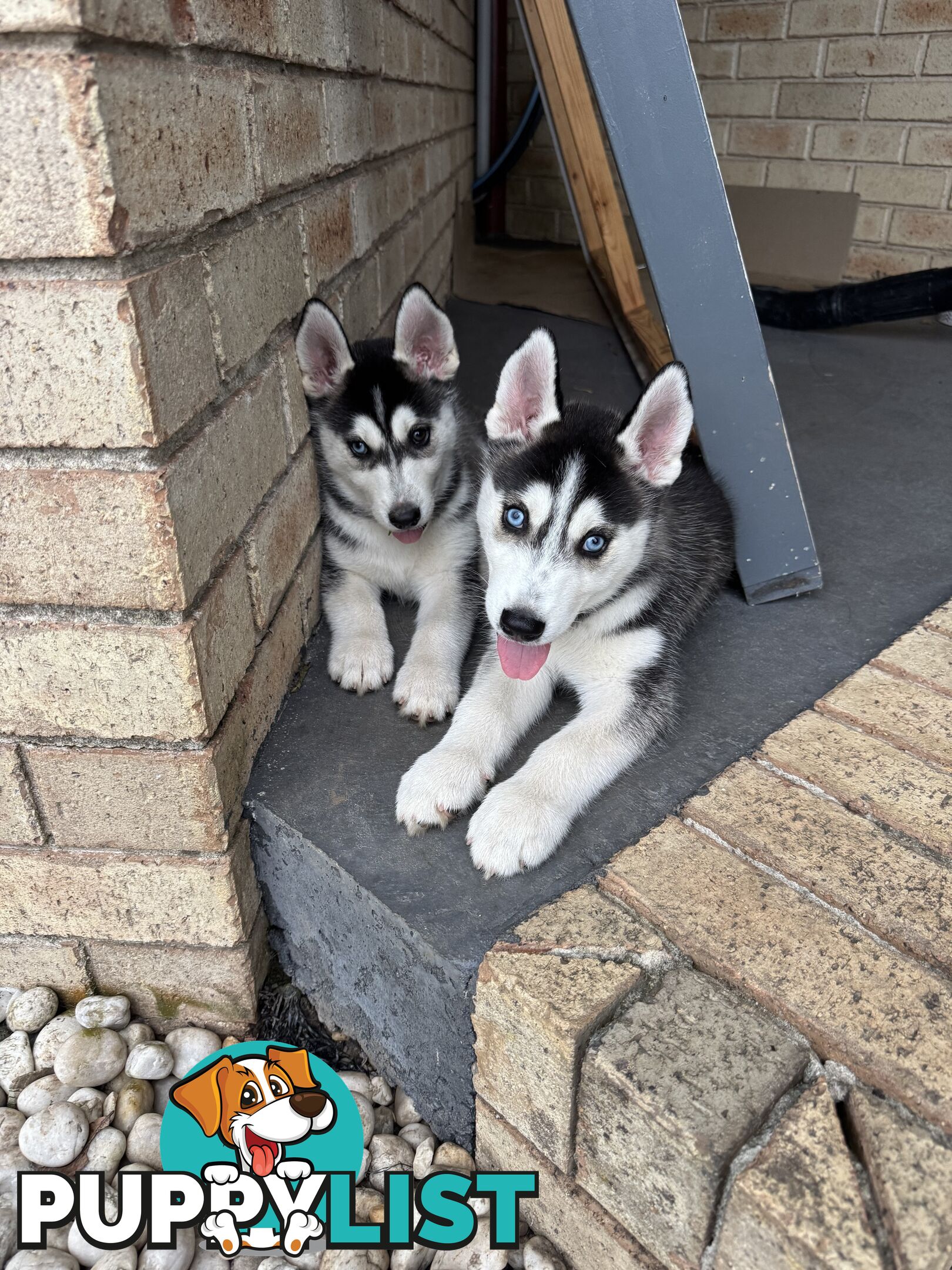 Siberian husky puppies