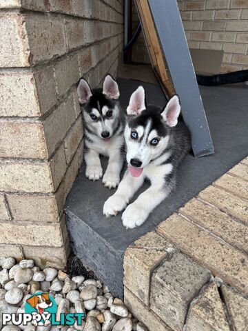 Siberian husky puppies