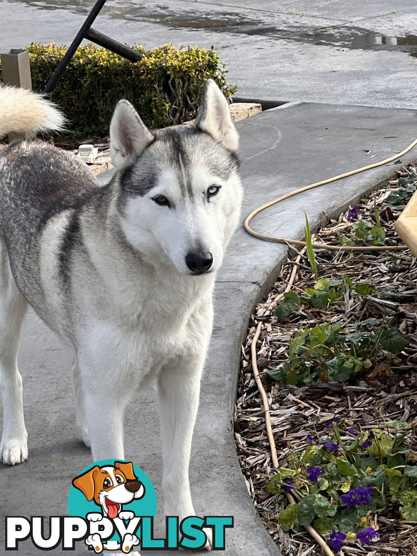 Siberian husky puppies