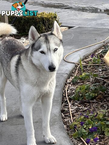 Siberian husky puppies