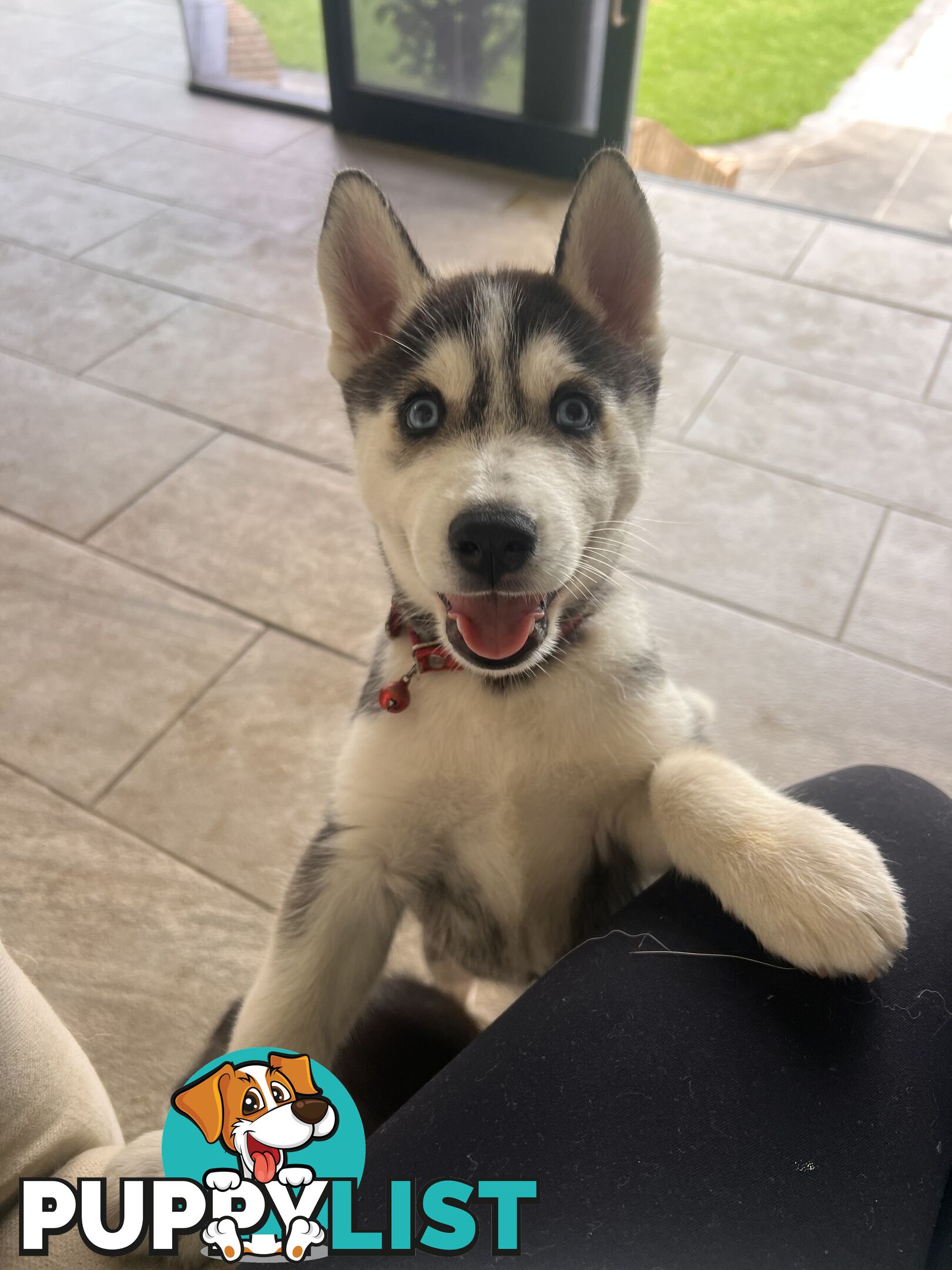 Siberian husky puppies