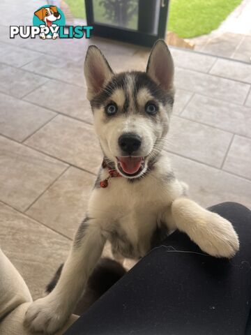 Siberian husky puppies