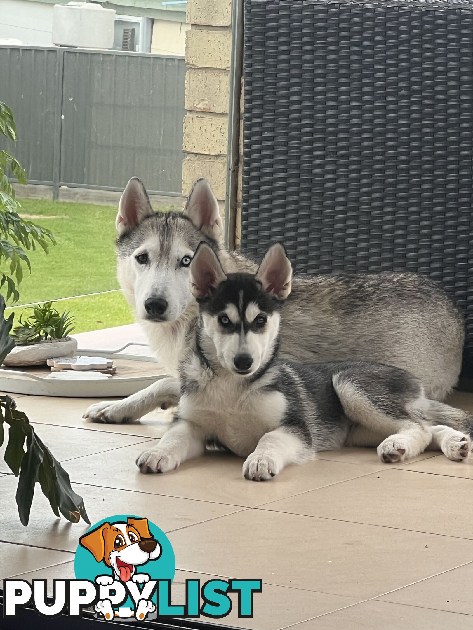 Siberian husky puppies