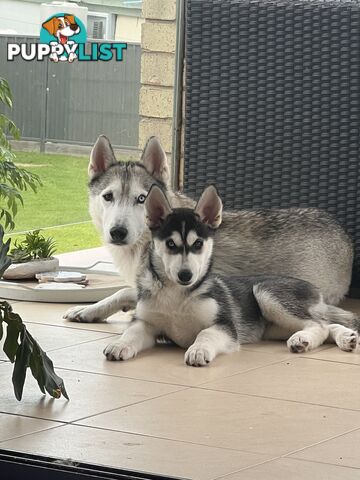 Siberian husky puppies